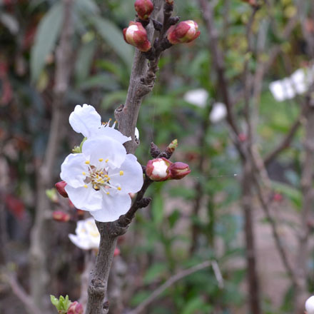 fruto de damasco, planta de jardim madura inteira e meia peça com caule e  caroço. fruta de fazenda saudável natural suculenta, produção orgânica.  ilustração vetorial de desenho animado isolada no fundo branco